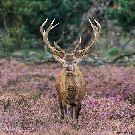 hogeveluwe_TH_2150