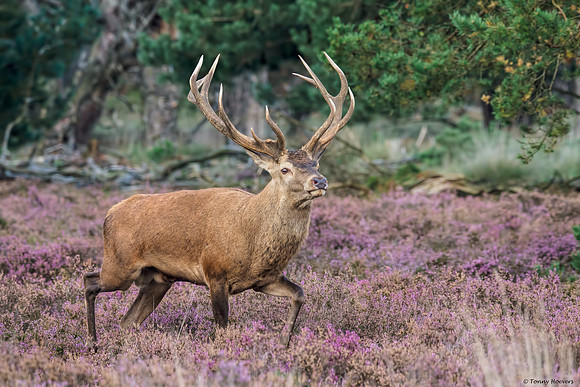 hogeveluwe_TH_2151