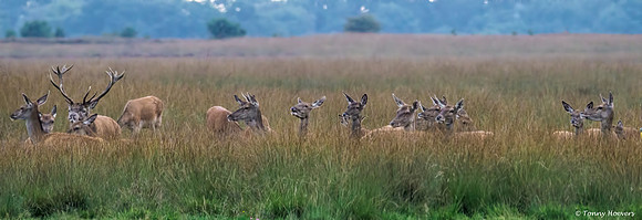 hogeveluwe_TH_2152