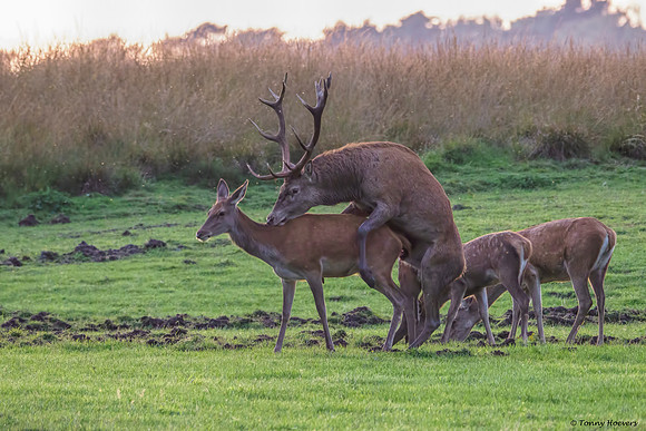 hogeveluwe_TH_2153