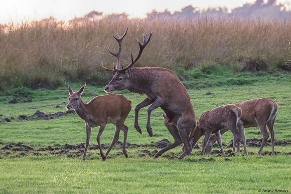 hogeveluwe_TH_2154