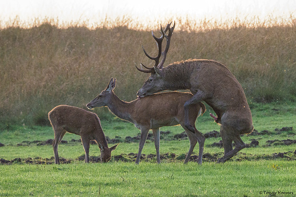 hogeveluwe_TH_2155