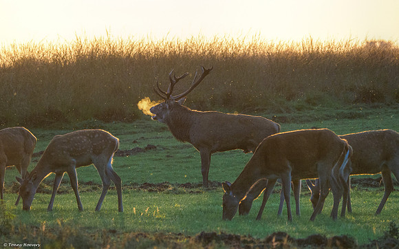 hogeveluwe_TH_2156