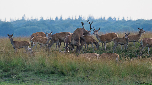 hogeveluwe_TH_2161