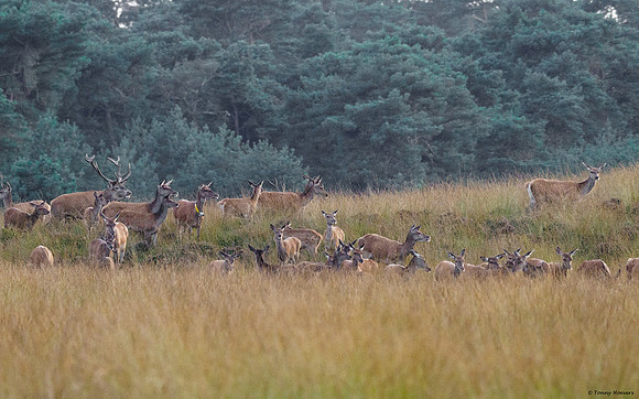 hogeveluwe_TH_2160
