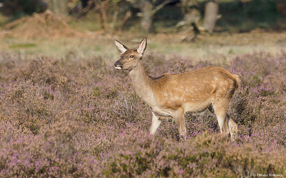 hogeveluwe_TH_2159