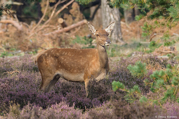 hogeveluwe_TH_2158