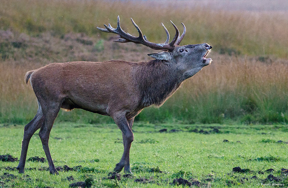 hogeveluwe_TH_2163