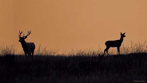 hogeveluwe_TH_2164