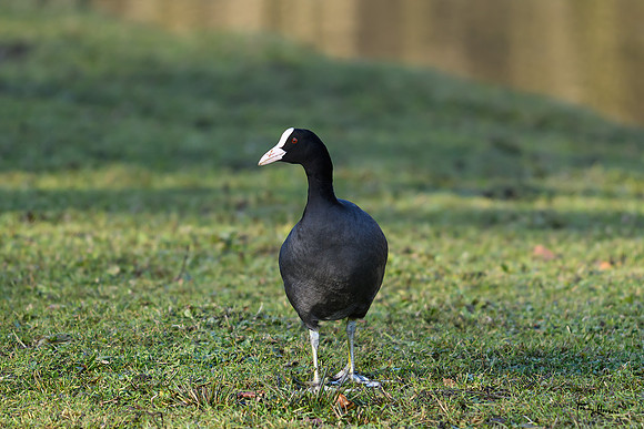 _TH39231-bewerkt