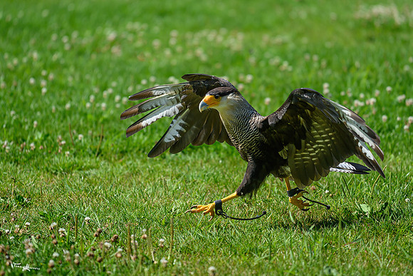 valkenhof_TH_1429