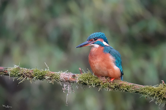 tuinhut_TH_0164