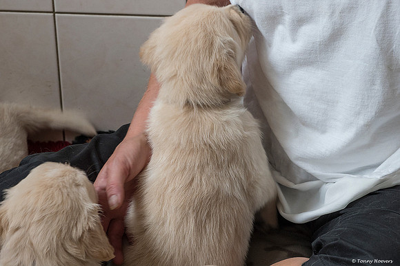 pups-joplynn-5weken_TH_1897