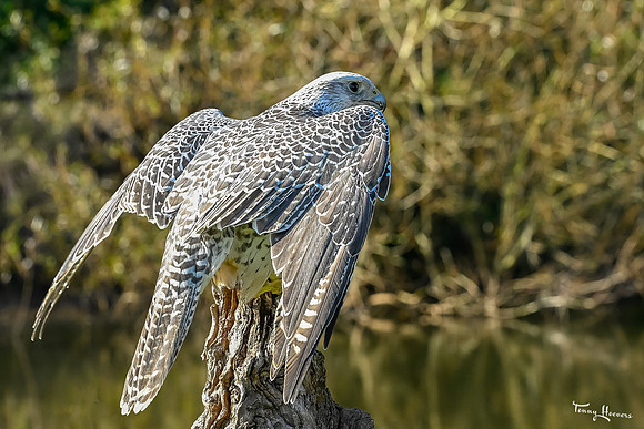 valk_roofvogels_TH_1740
