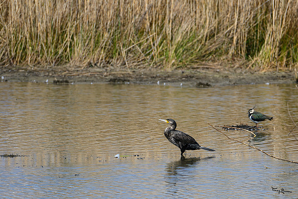 lingezegen_TH_0635