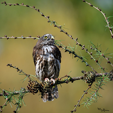 valk_roofvogels_TH_1727