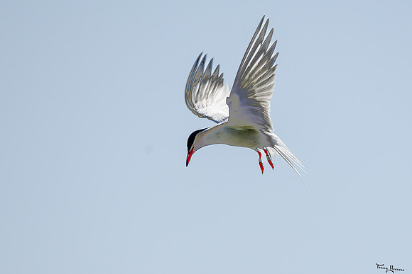 lingezegen_TH_0968