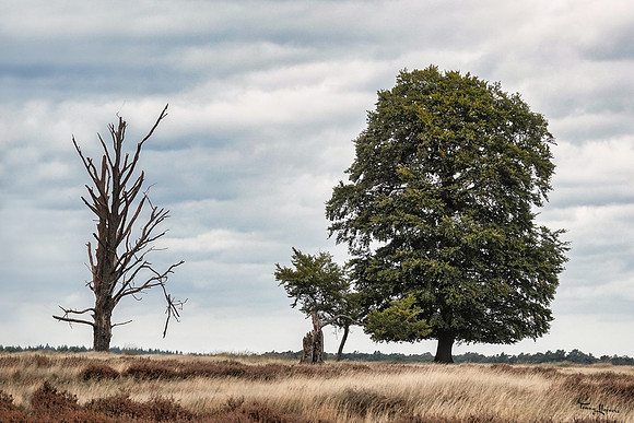 hogeveluwe_TH_1897