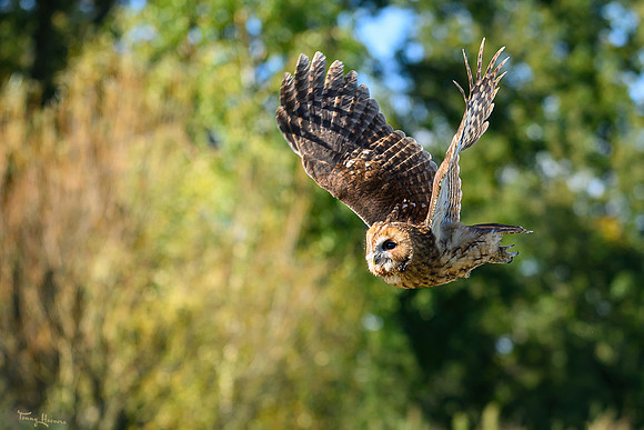 valk_roofvogels_TH_1739