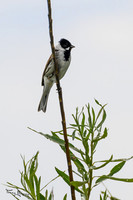 rondje_lingezegen_TH_0911