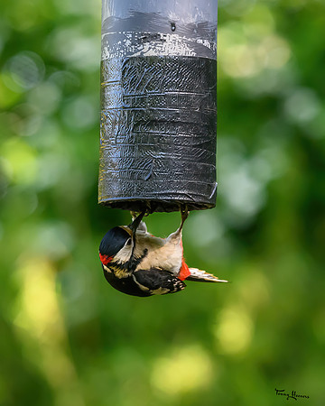 tuinhut1_TH_0669