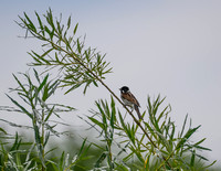 rondje_lingezegen_TH_0909