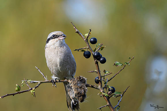 valk_roofvogels_TH_1723