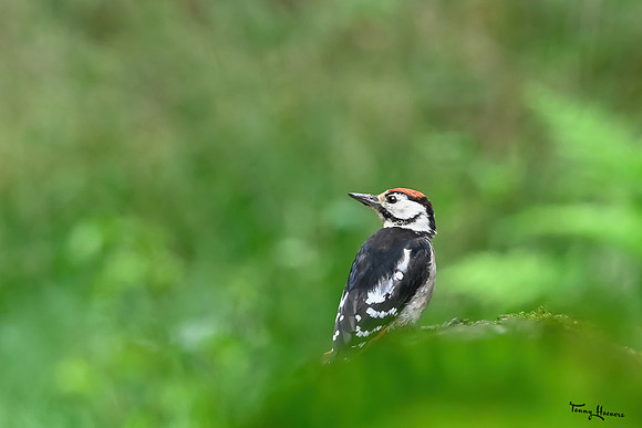 vogelhut_espelo_TH_1540