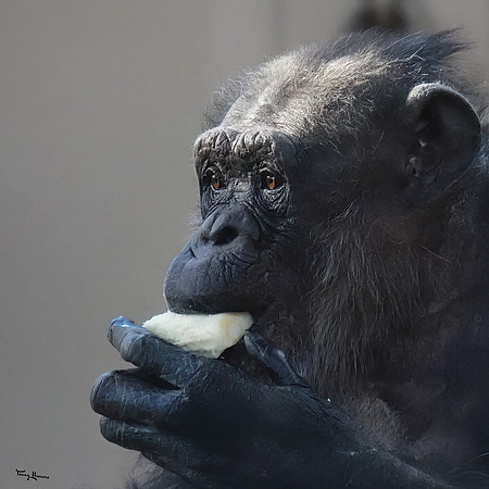 burgerszoo_TH_0033