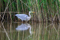 rondje_lingezegen_TH_0915