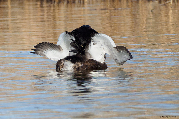 arkemheen_TH_04414