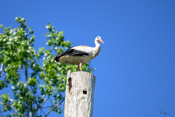 rondje_scoot_TH_0781