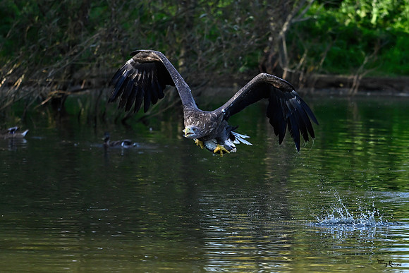 valk_roofvogels_TH_1770