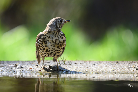 enterveenhut_TH_0563