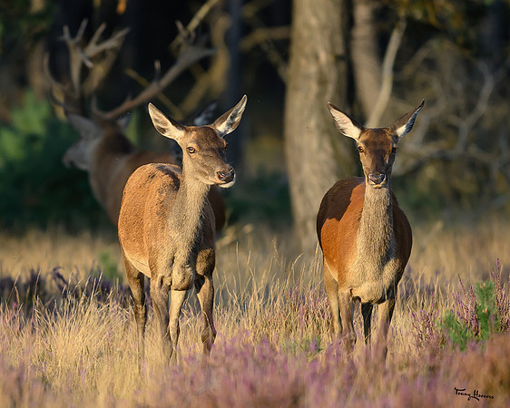 hogeveluwe_TH_1592