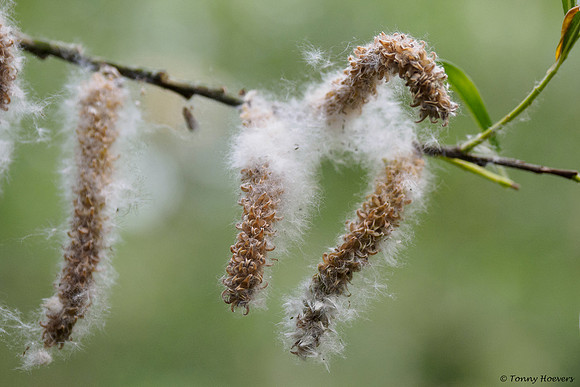 oostvaardersplassen_TH_05228
