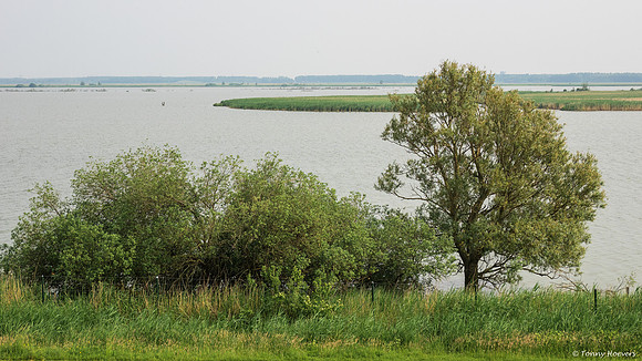 oostvaardersplassen_TH_05225