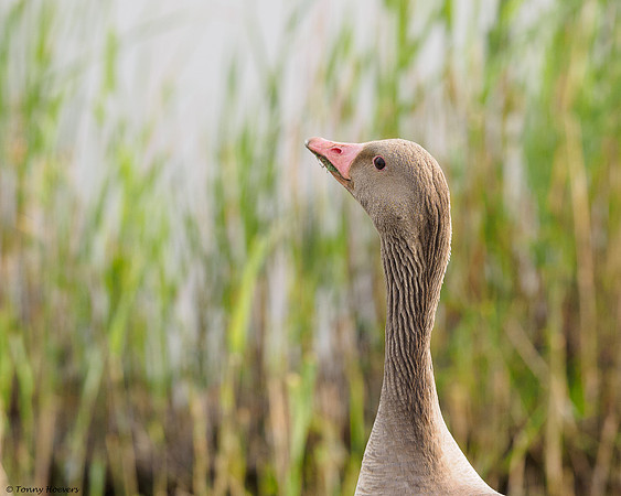 oostvaardersplassen_TH_05231