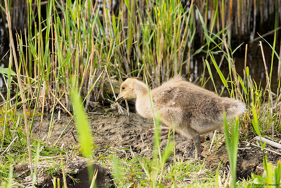 oostvaardersplassen_TH_05230