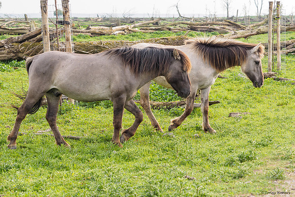 oostvaardersplassen_TH_05232