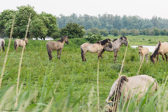 oostvaardersplassen_TH_05234