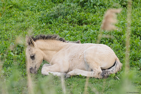 oostvaardersplassen_TH_05235