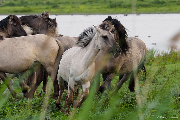 oostvaardersplassen_TH_05237