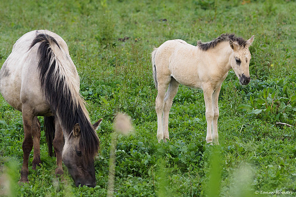 oostvaardersplassen_TH_05239
