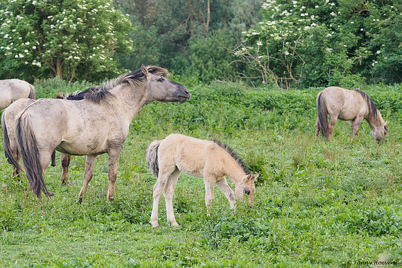 oostvaardersplassen_TH_05236
