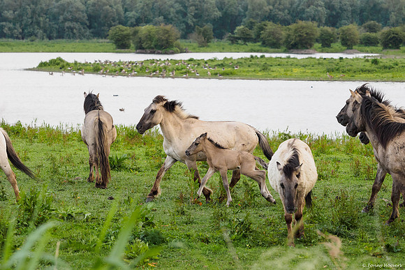 oostvaardersplassen_TH_05241