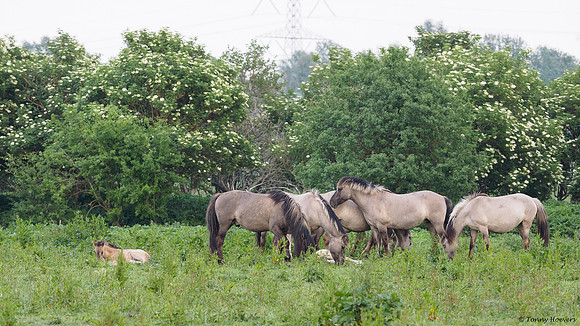oostvaardersplassen_TH_05240