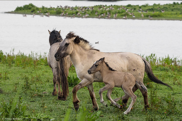 oostvaardersplassen_TH_05242