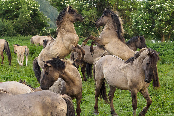 oostvaardersplassen_TH_05243