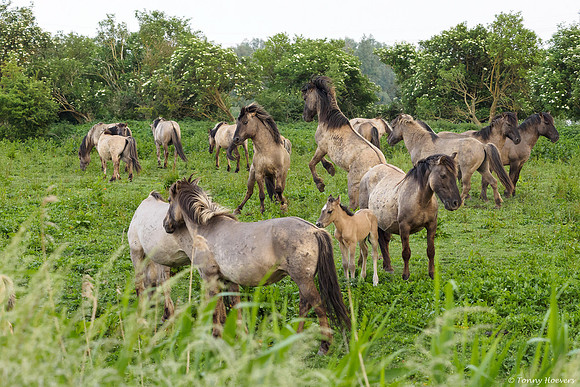 oostvaardersplassen_TH_05244